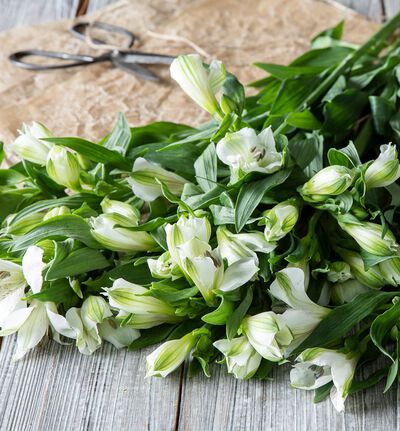 Fairtrade alstroemeria hvit Fairtrade alstroemeria hvit